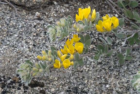 acmispon argophyllus var fremontii 4 graphic